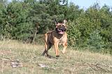 BULLMASTIFF 019